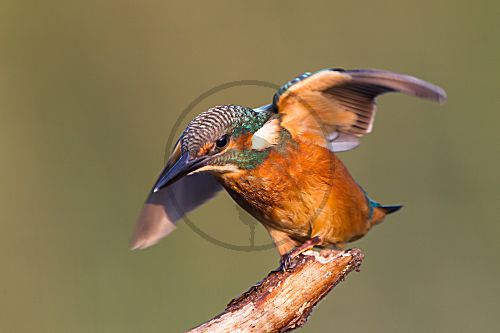 Eisvogel