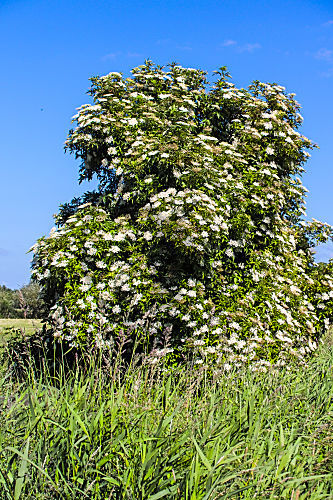 sambucus nigra HOLUNDER HOLLER