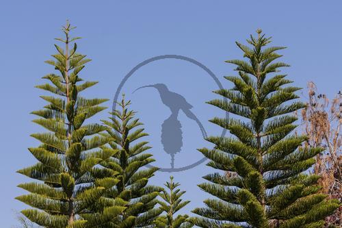 araucaria heterophylla syn. araucaria excelsa ZIMMERTANNE