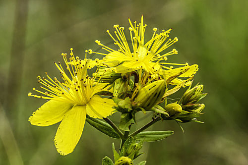 Echtes Johanniskraut Blüte