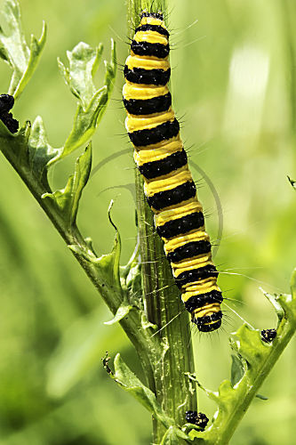 Raupen - Blutbär an Futterpflanze - Jakobs-Greiskraut