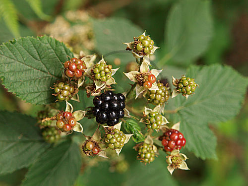 Waldbrombeeren