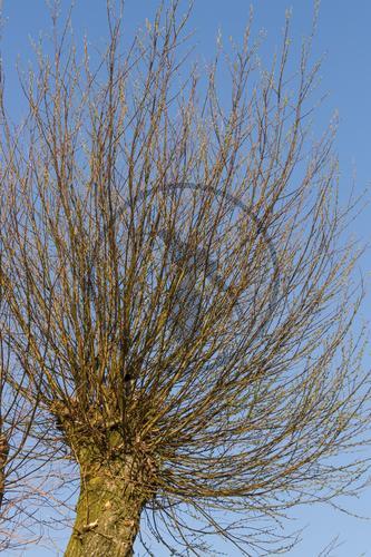 salix KOPFWEIDE IM FRUEHLING