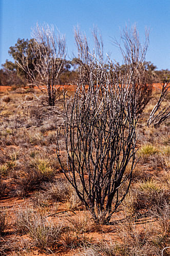 australien NACH DEM BRAND northern territory