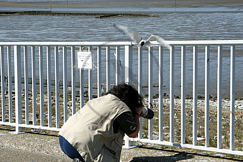 Küstenseeschwalbe