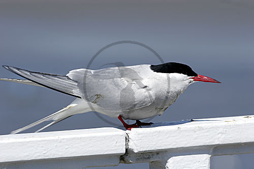 Küstenseeschwalbe