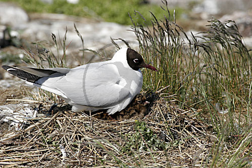 Lachmöwe