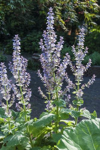 salvia sclarea MUSKATELLERSALBEI