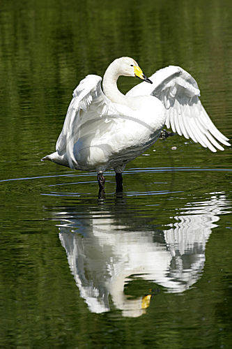 Singschwan
