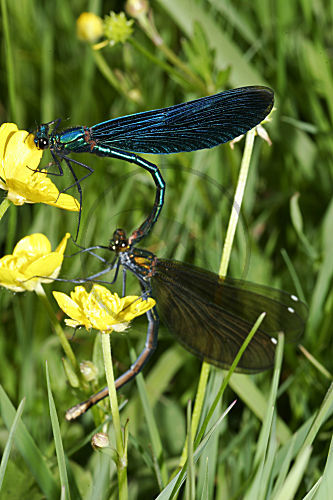 Blauflügel-Prachtlibelle