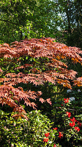 acer palmatum atropurpureum JAPANISCHER FAECHERAHORN