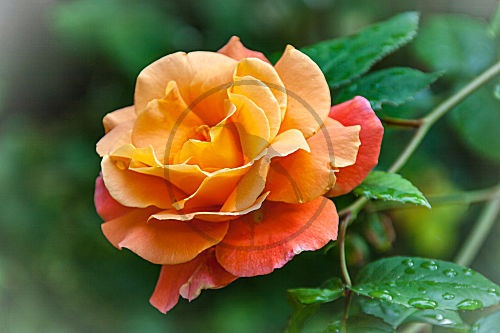 rosa ROSE