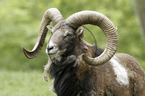 Mufflon