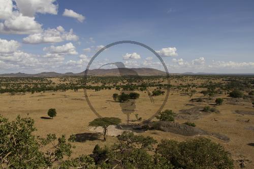 Serengeti Lobo Gebiet