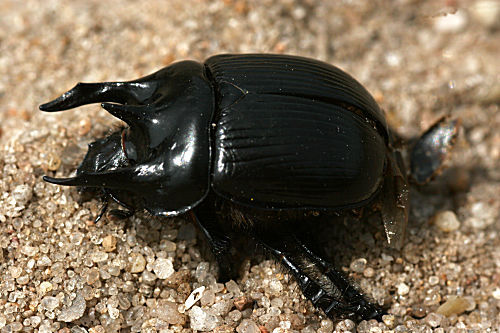 Stierkäfer