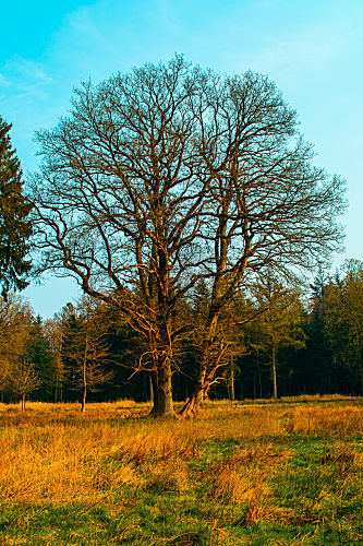 quercus EICHEN IM ABENDLICHT