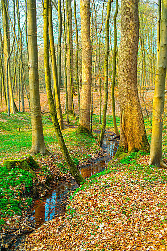 biotop MISCHWALD