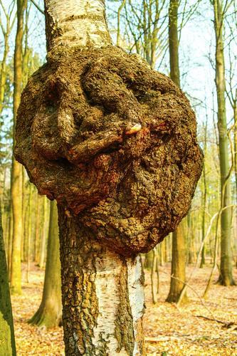 betula MASERKNOLLE AN BIRKENSTAMM