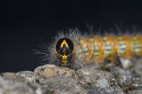 Raupe des Mondvogels