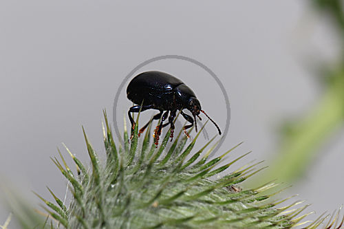 Blattkäfer auf Distel