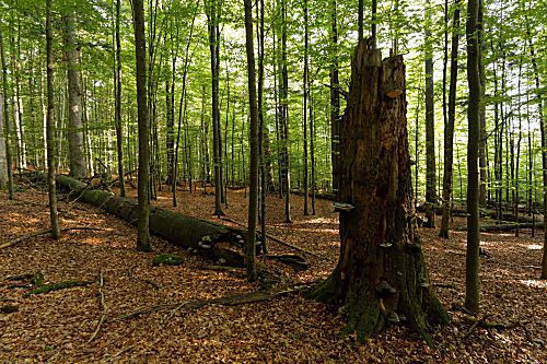 Totholz im Urwald Mittelsteighütte ( Nationalpark Bayer. Wald )