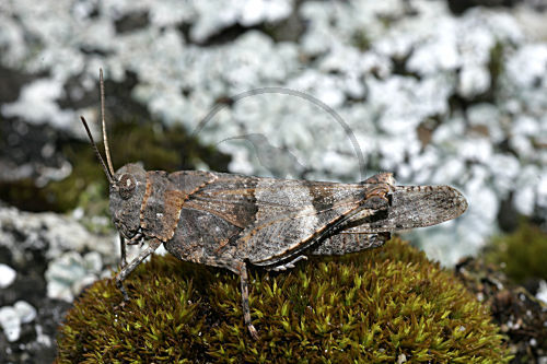 Blauflügelige Ödlandschrecke