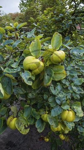 cydonia oblonga QUITTE rosaceae