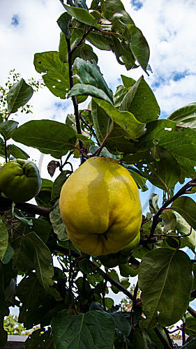 cydonia oblonga QUITTE rosaceae
