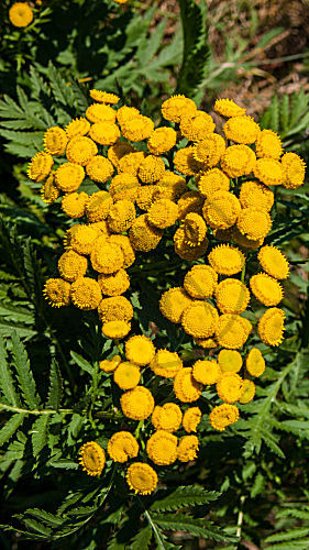 tanacetum vulgare RAINFARN