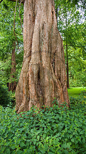 metasequoia glyptostroboides URWELT-MAMMUTBAUM