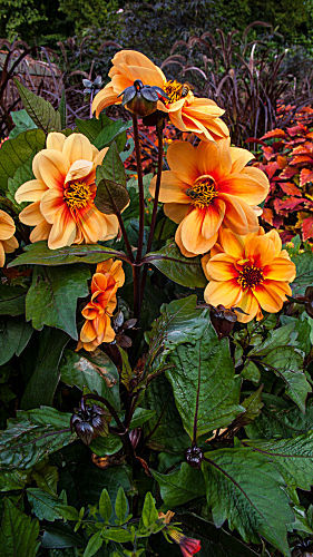 dahlia DAHLIE