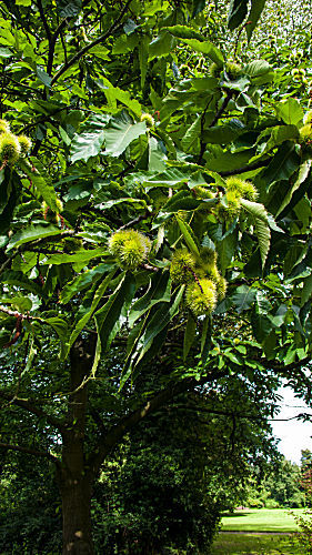castanea sativa EDELKASTANIE ESSKASTANIE