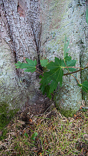 acer saccharinum SILBERAHORN