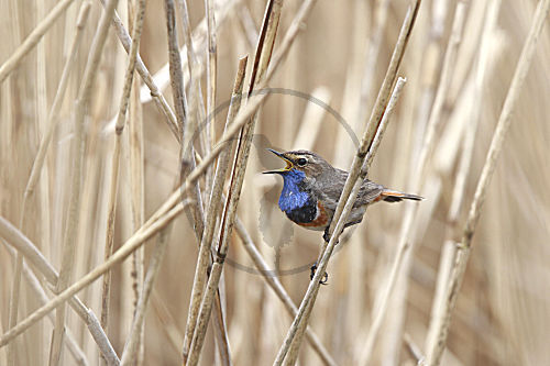 Blaukehlchen