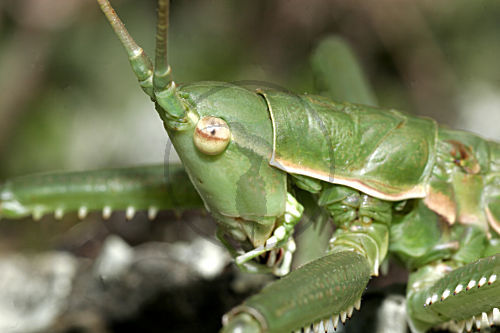 Große Sägeschrecke