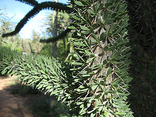 Didiereaceae