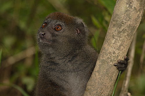 Bambuslemur