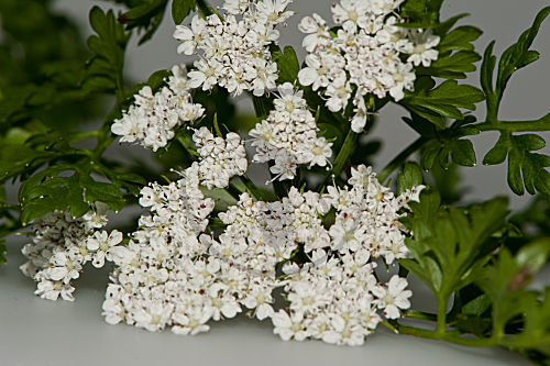 Wasserfenchel