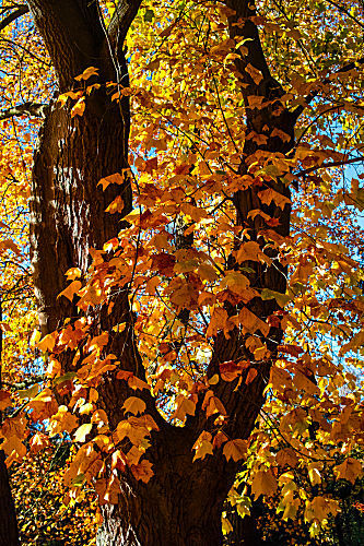"V" - VICTORY FOR FALL COLOURS!
