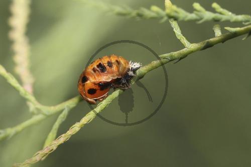 Schlüpfender Marienkäfer