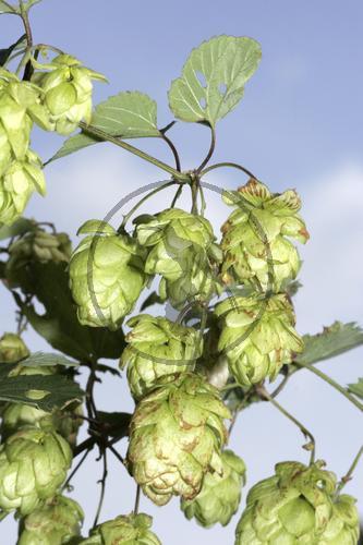 Wilder Hopfen