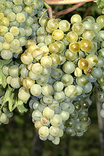 Wein