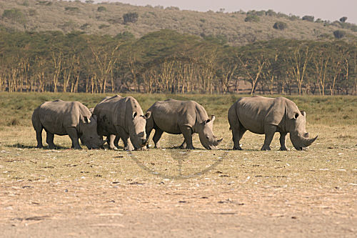 Breitmaulnashorn