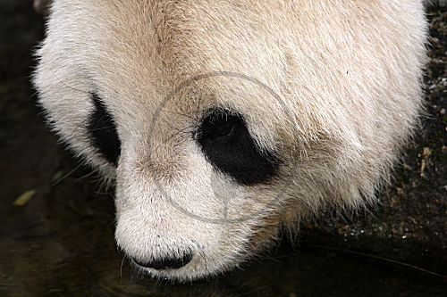 Großer Panda