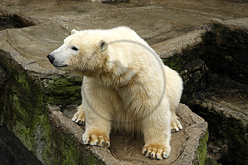 Eisbär