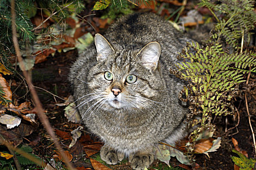 Wildkatze