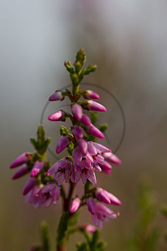 Besenheide