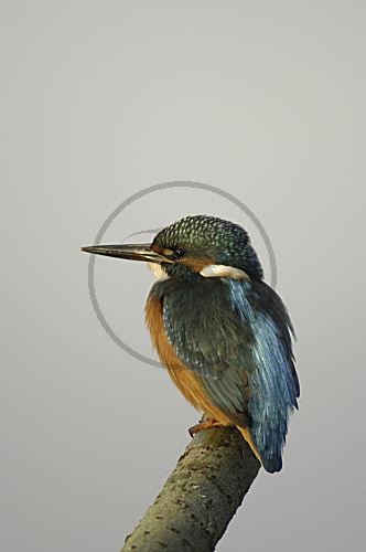 Eisvogel
