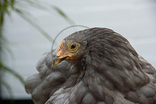 Cochin-Huhn