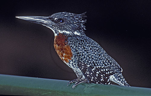 Riesenfischer